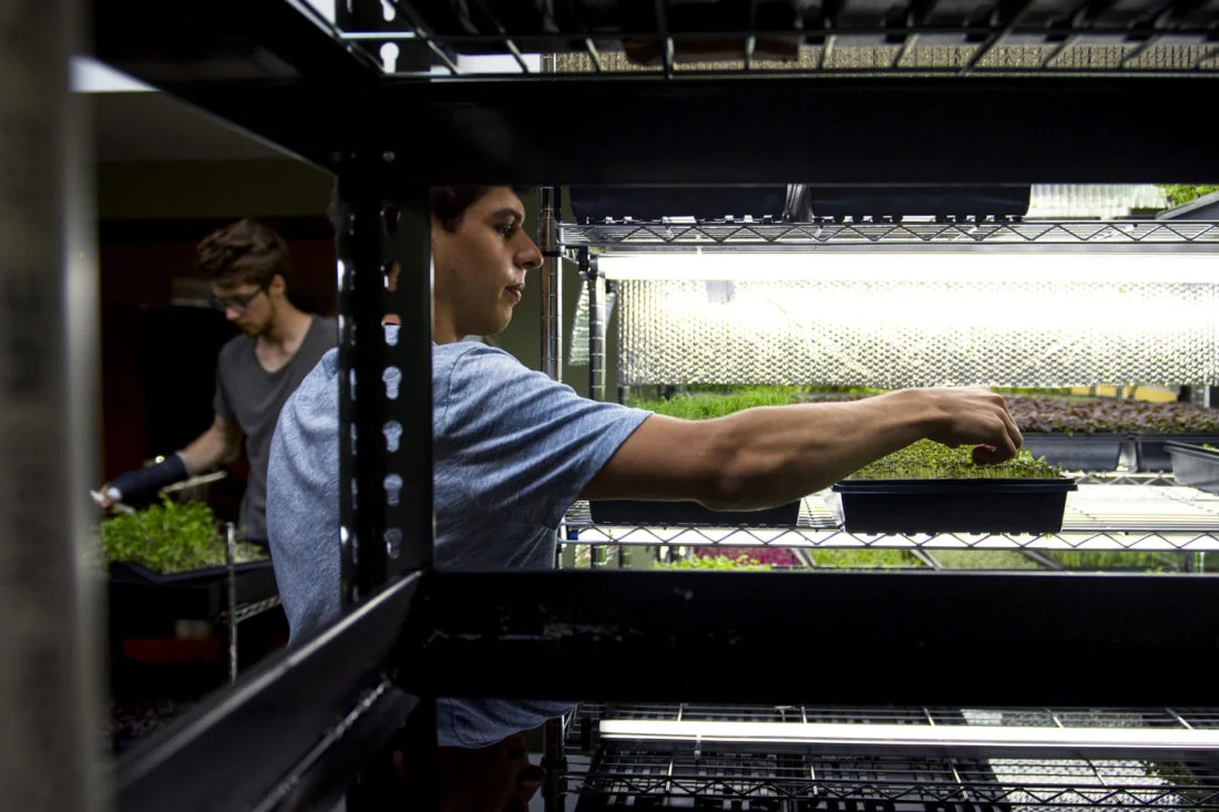 071618_MM_Boston_Microgreens_012-1100x0-c-default.jpg