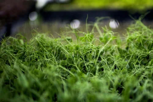 071618_MM_Boston_Microgreens_036-500x0-c-default.jpg