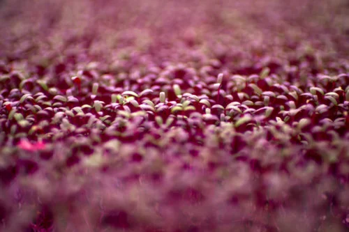 071618_MM_Boston_Microgreens_035-500x0-c-default.jpg