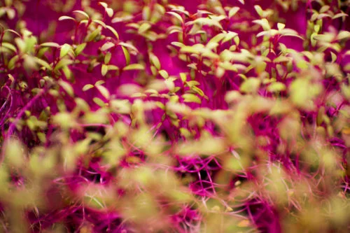071618_MM_Boston_Microgreens_028-500x0-c-default.jpg