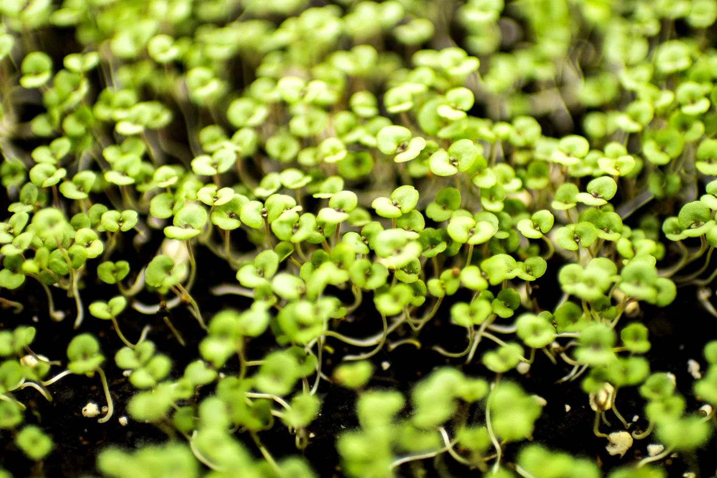071618_MM_Boston_Microgreens_029.jpg