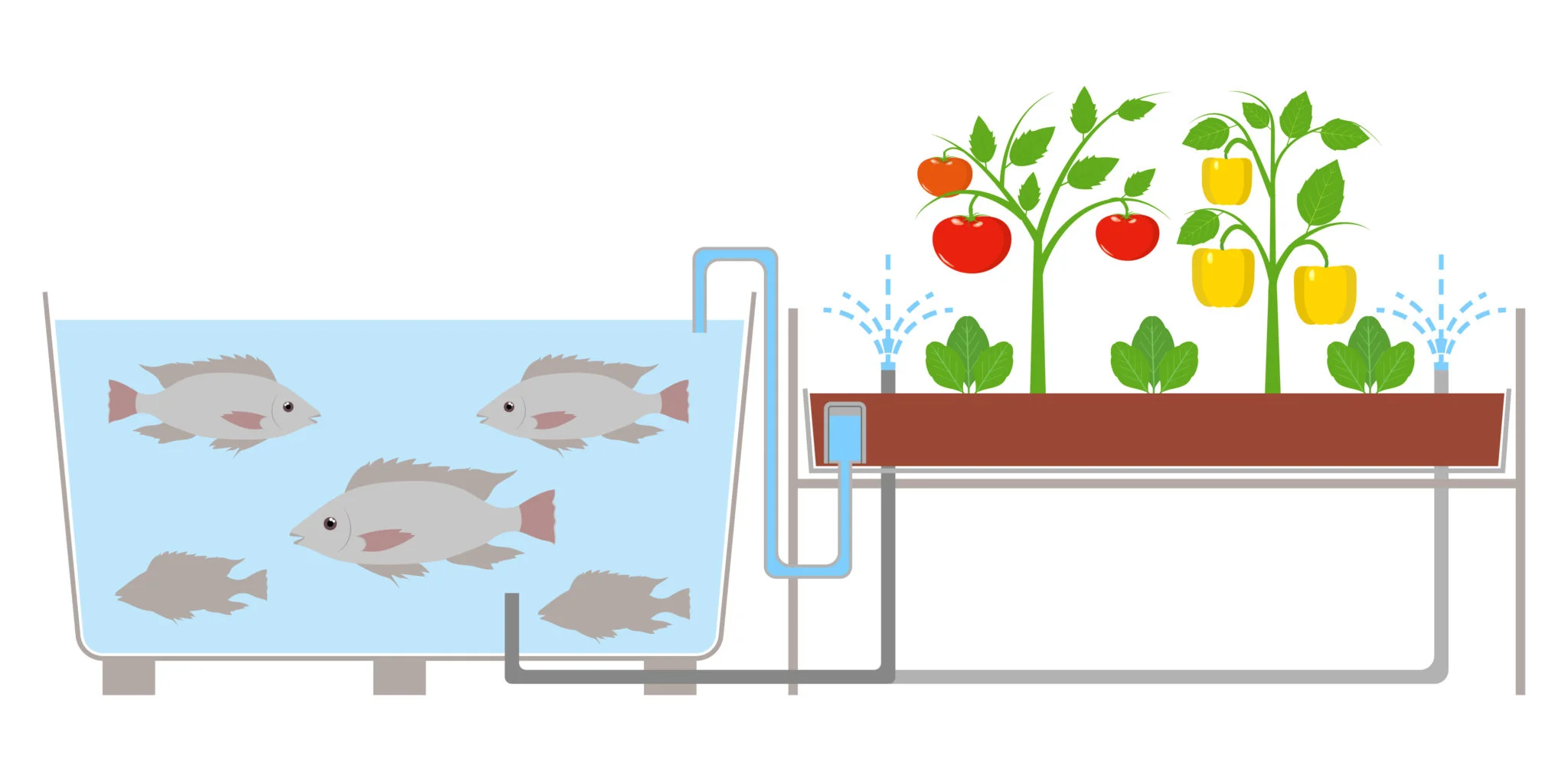 aquaponics fish - aquaponics addict