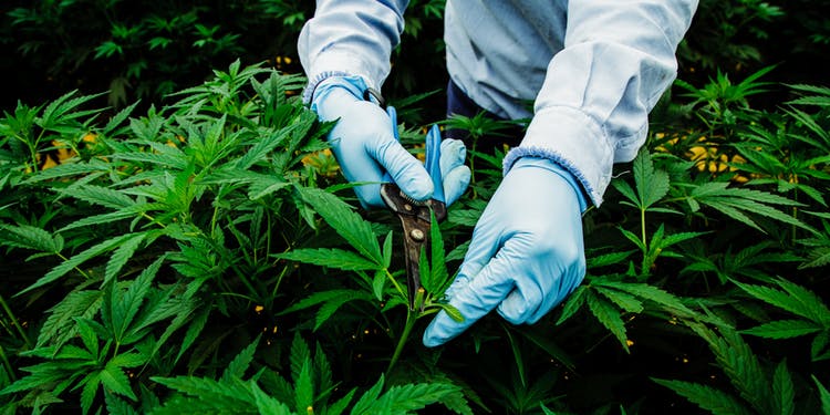Pharmacielo-could-become-a-leader-in-the-global-medical-cannabis-market-10.jpg