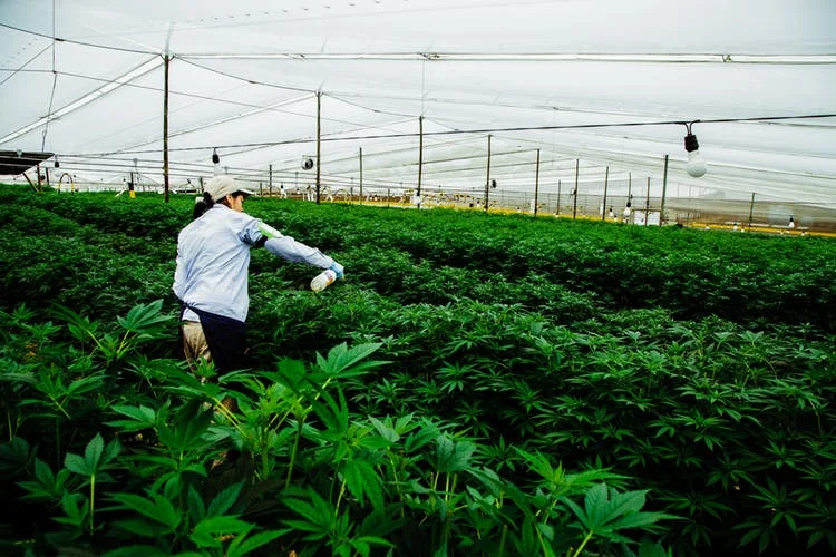 Pharmacielo-could-become-a-leader-in-the-global-medical-cannabis-market-11.jpg