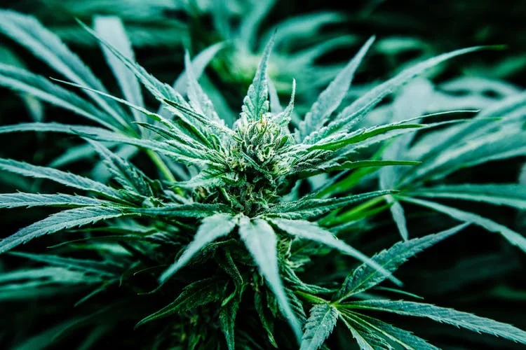 Pharmacielo-could-become-a-leader-in-the-global-medical-cannabis-market-23.jpg