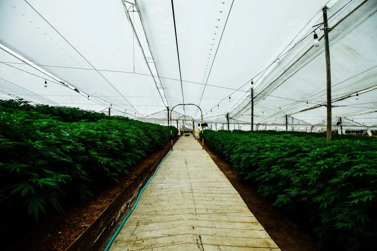 Pharmacielo-could-become-a-leader-in-the-global-medical-cannabis-market-7.jpg