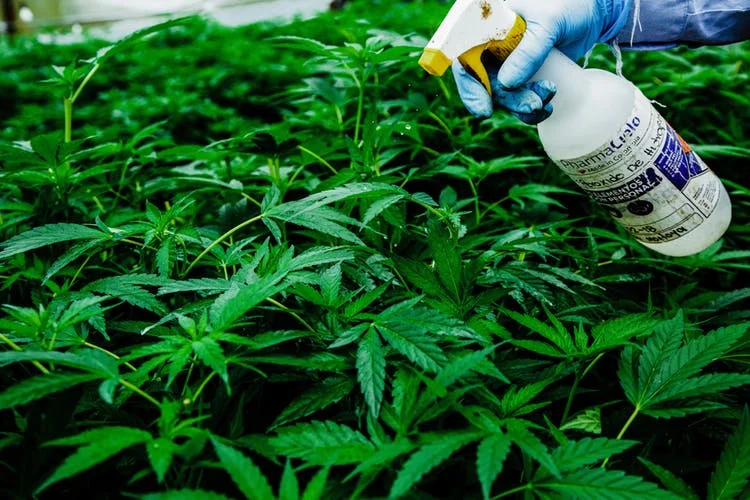 Pharmacielo-could-become-a-leader-in-the-global-medical-cannabis-market-13.jpg