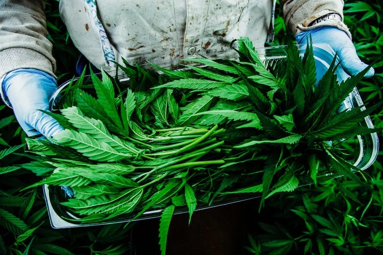 Pharmacielo-could-become-a-leader-in-the-global-medical-cannabis-market-16.jpg