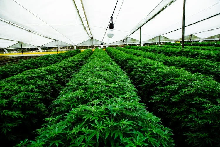 Pharmacielo-could-become-a-leader-in-the-global-medical-cannabis-market-6.jpg