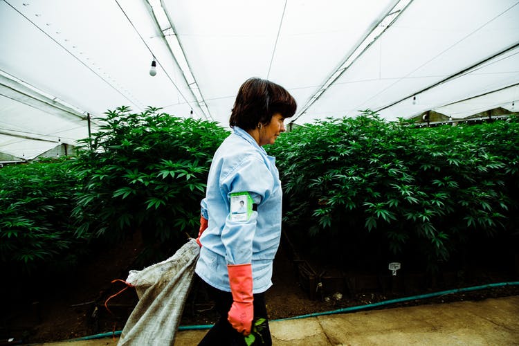 Pharmacielo-could-become-a-leader-in-the-global-medical-cannabis-market-8.jpg
