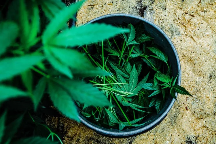 Pharmacielo-could-become-a-leader-in-the-global-medical-cannabis-market-12.jpg