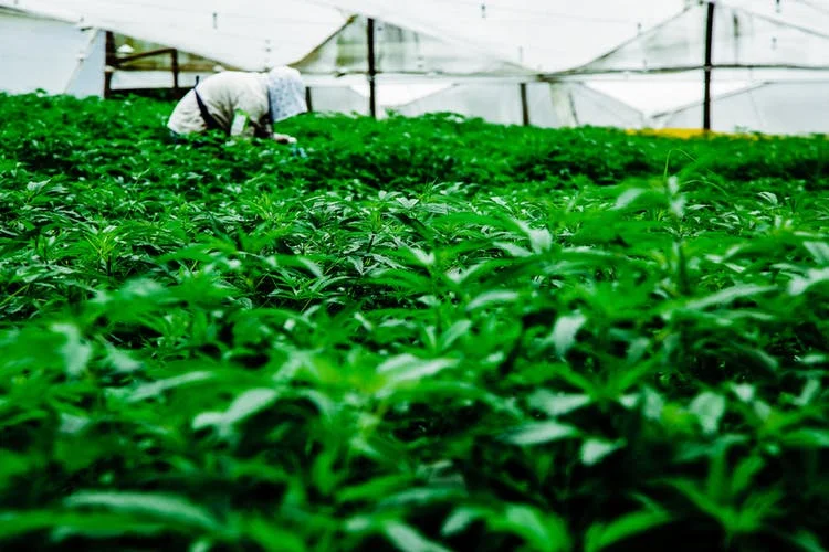 Pharmacielo-could-become-a-leader-in-the-global-medical-cannabis-market-14.jpg