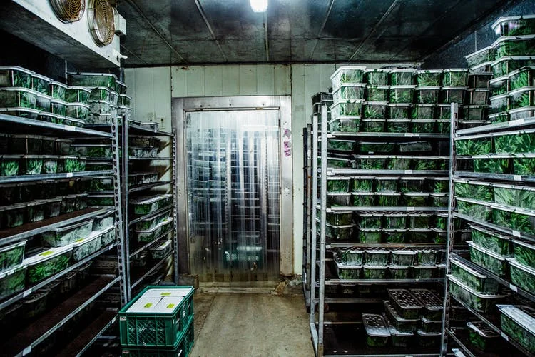 Pharmacielo-could-become-a-leader-in-the-global-medical-cannabis-market-27.jpg