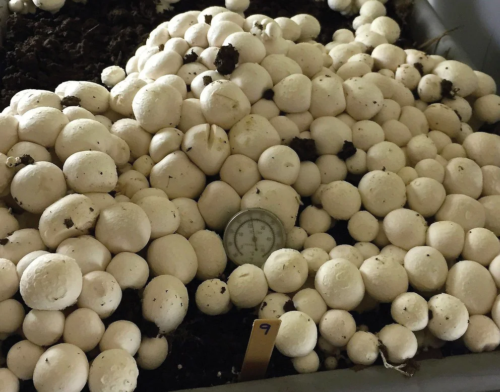 CRISPR-mushrooms.jpg