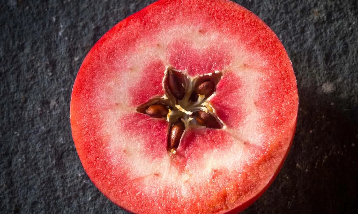 A red-fleshed apple of the Redlove hybrid variety. Unusual fruits such as this could soon become more common thanks to use of technologies such as Crispr. Photograph: Bailey-Cooper Photography/Alamy Stock Photo