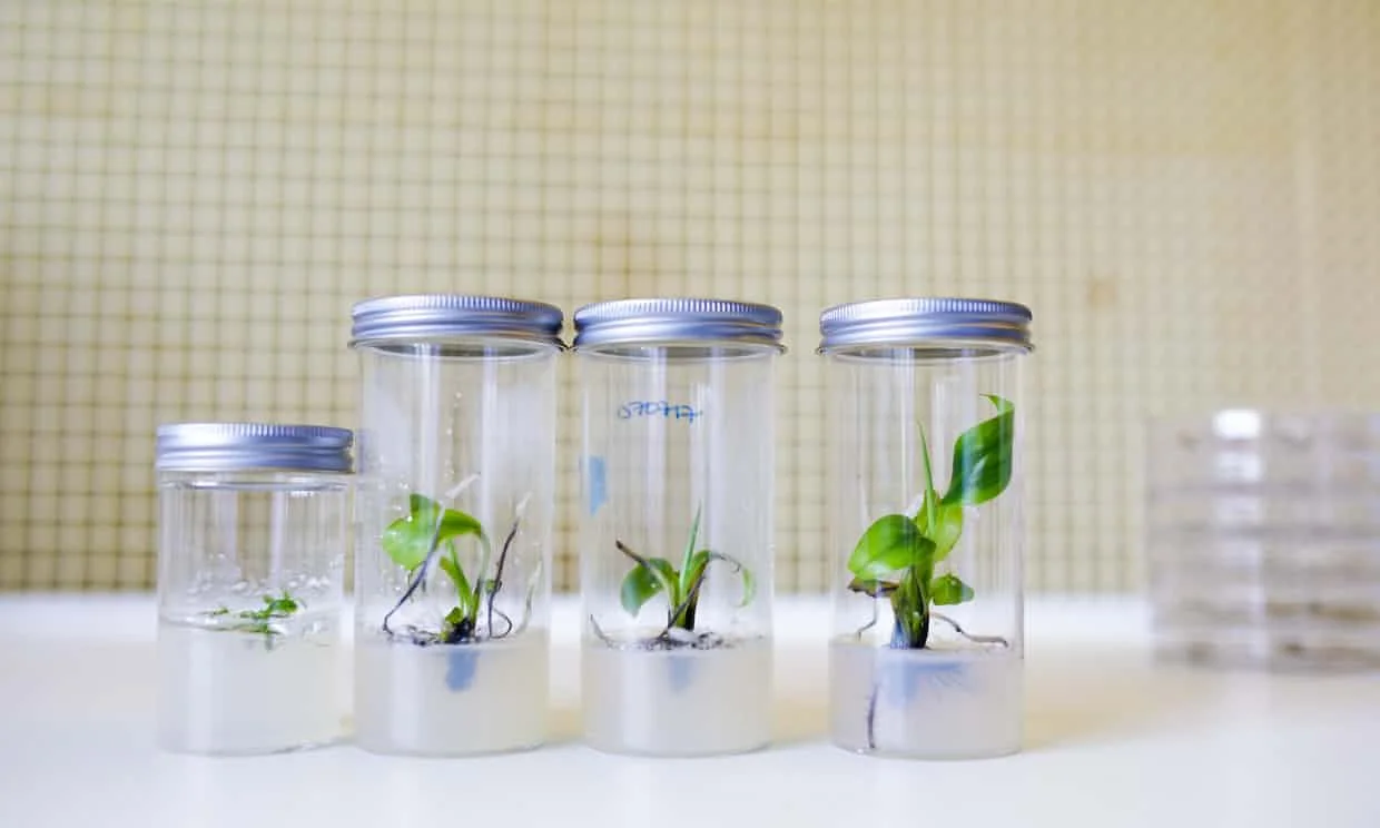 nside a lab in Norwich where researchers from a startup called Tropic Biosciences are using Crispr to create a better banana. Photograph: Tatum Reid/Tropic Biosciences