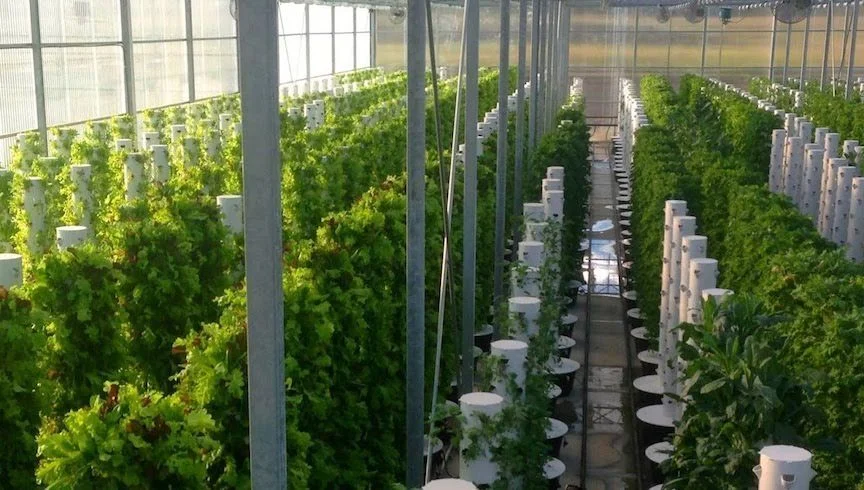 Courtesy of Altius Farms Altius Farms will grow leafy greens on towers like these at Scissortail Farms in Tulsa, Okla.