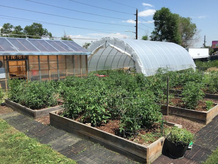 Courtesy of Tracy Weil Farm 39 in RiNo sells about 8,000 tomato plants a year.