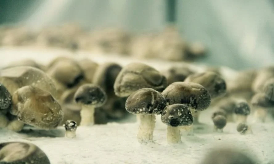 Tiny mushrooms sprouting at the underground farm La Caverne.