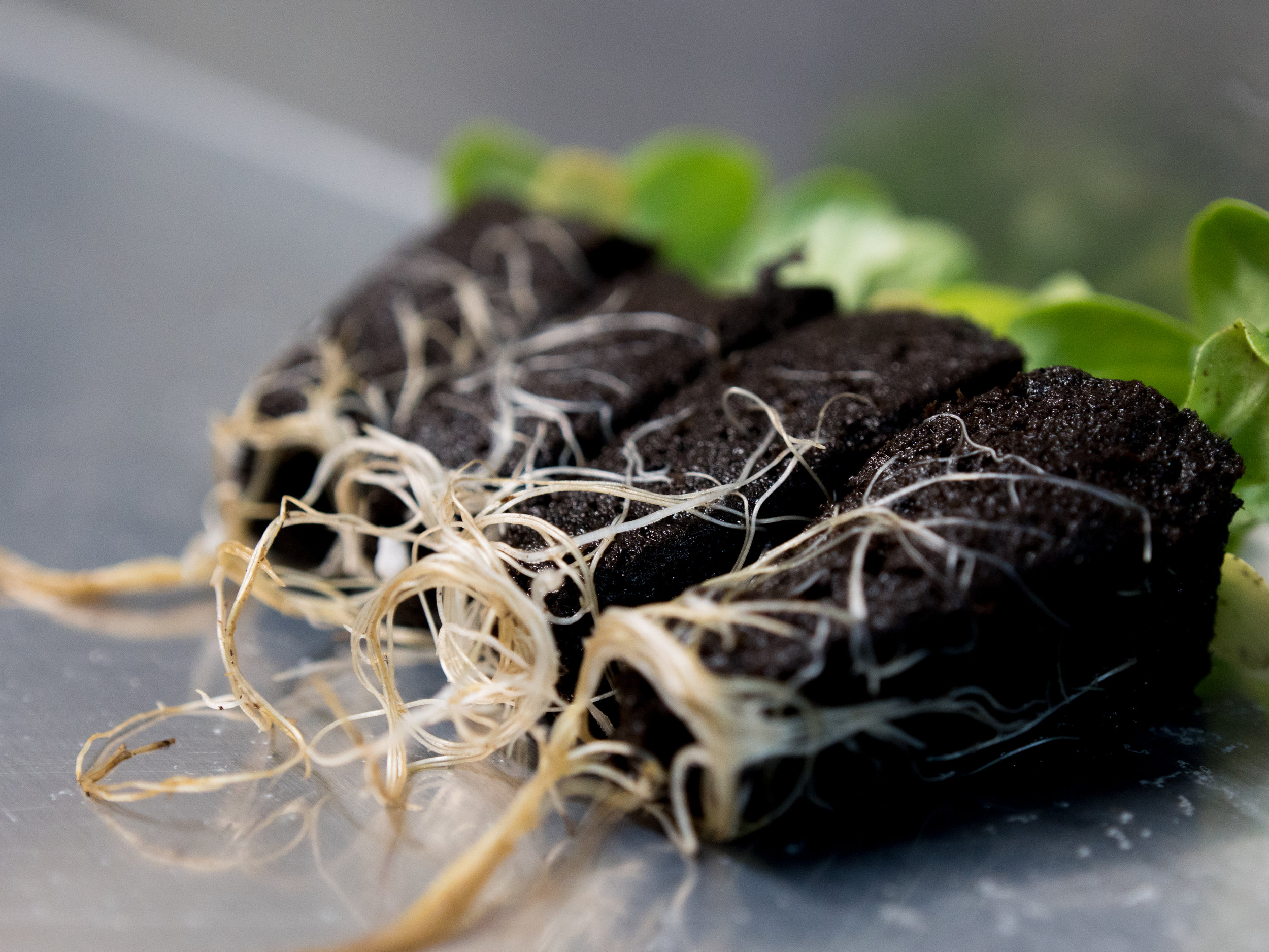 LGM_seedlings_with_roots3.jpg