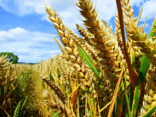 Avoiding GMO Food Might Be Tougher Than You Think
