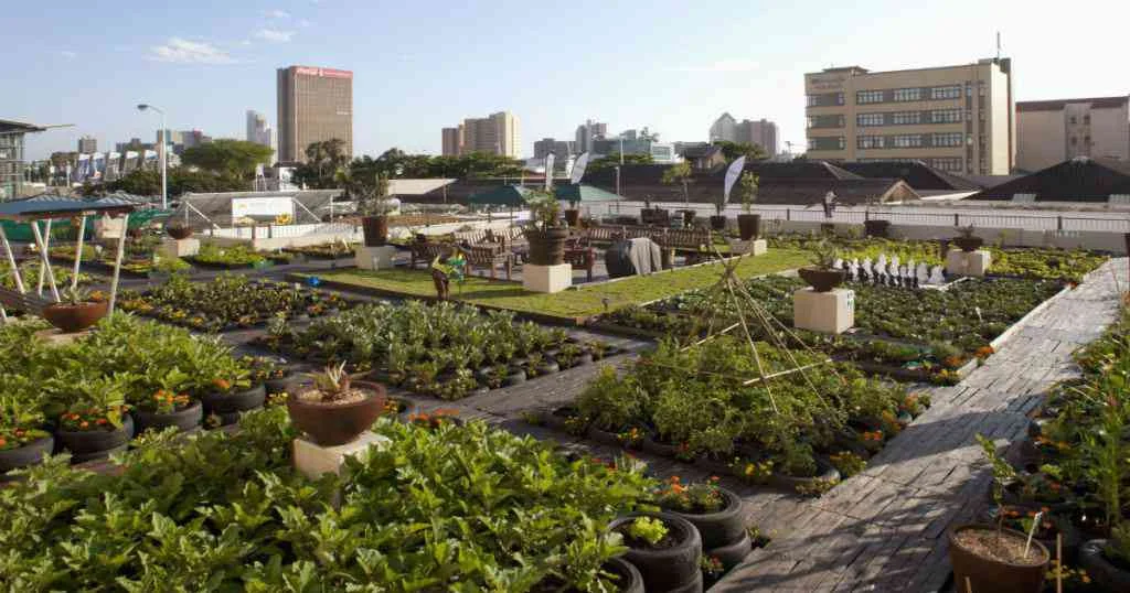 A rooftop garden on a building across the street from the International Covention Centre in Durban. Photo credit: Rogan Ward/Reuters
