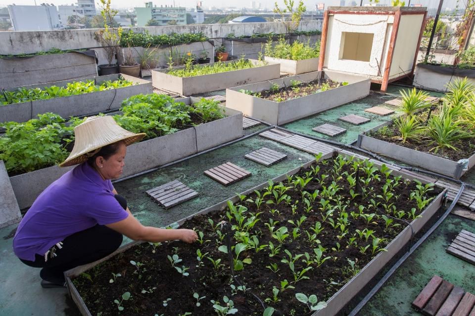 Urban farming might add value to a neighbourhood far beyond what had been previously assumed (Photo by John S Lander/LightRocket via Getty Images)