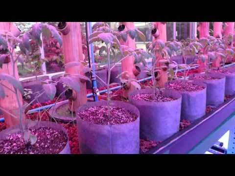 Dachnik Domes and Aquaponics system at Progressive Plants (Copy)
