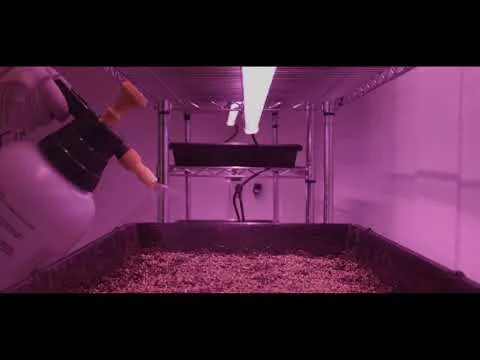 Microgreens FLN - Microgreens production company in Mexico (Copy)