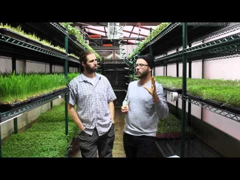 SMALL & PROFITABLE MICROGREEN FARM IN A SHIPPING CONTAINER! urban farming (Copy)