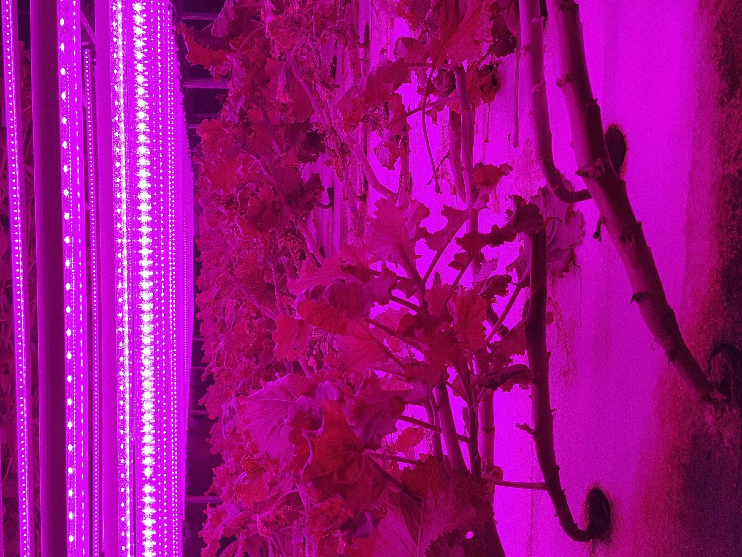 Sesame leaves grow on a vertically stacked styrofoam layer.Picture: AP