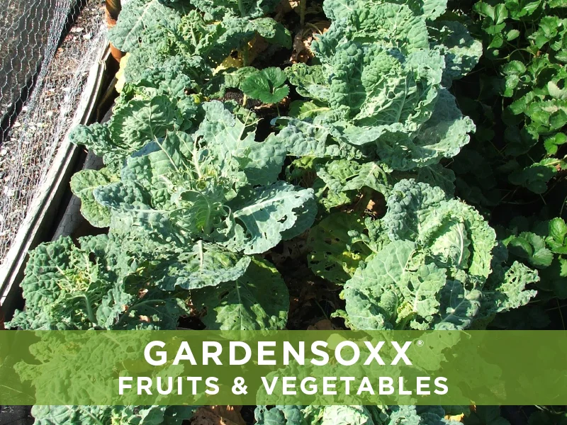 GardenSoxxFruitsVeggies13 lettuce.jpg