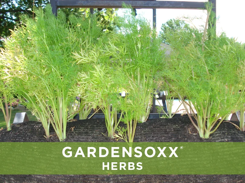 GardenSoxxHerbs_11.jpg