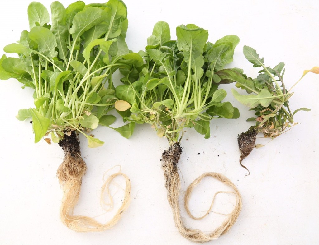 Moleaer Inc., nanoBoost-enhanced roots on far left