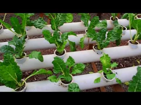 Hydroponic Growing of Lettuce and Spinach on PVC pipes (Copy)