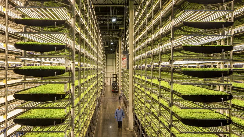 Aerofarms in Newark, New Jersey, is the world’s largest high-tech vertical ‘farm’. It’s in a 9 144m2 warehouse, which has no sun or soil and uses less water