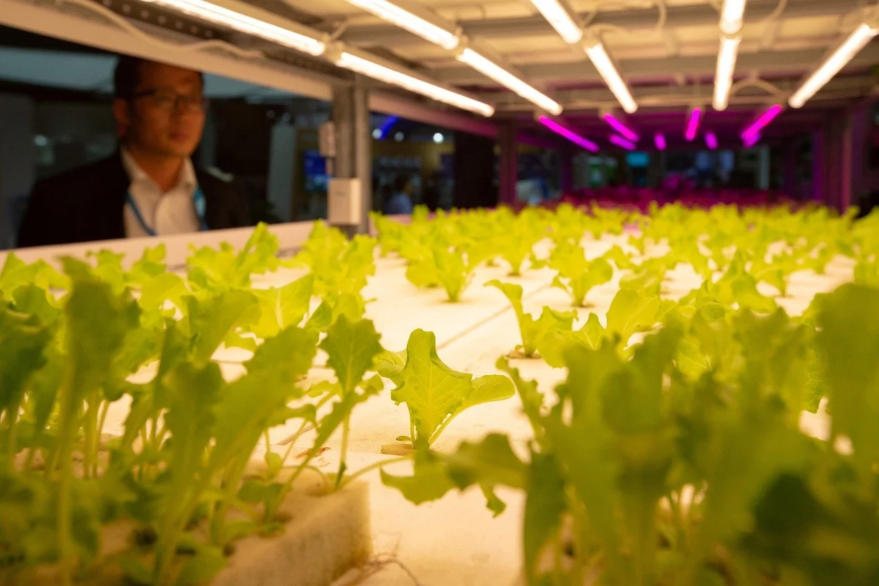 Plant factory using artificial light. /VCG Photo
