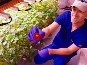 Ryan Pierce holds one of the nasturtium blooms prized by his chef-customers for decorating and flavoring dishes at high-end restaurants. / Whitney Pipkin for NPR