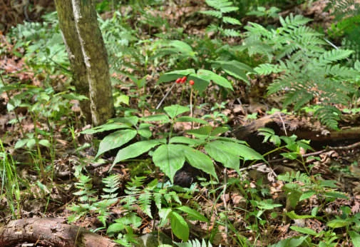 Ginseng growing in a forest. PHOTO: Shutterstock / Kirsanov Valeriy Vladimirovich
