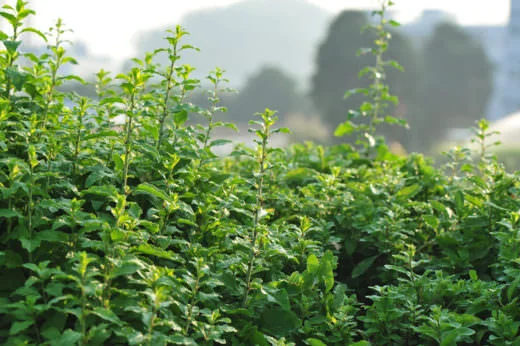 Goji growing in a garden. PHOTO: Shutterstock / KVF