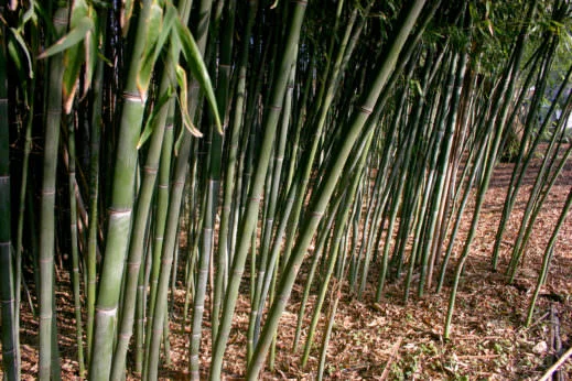 Bamboo growing in suburban New Jersey. PHOTO: Shutterstock / Kovtun Oleg
