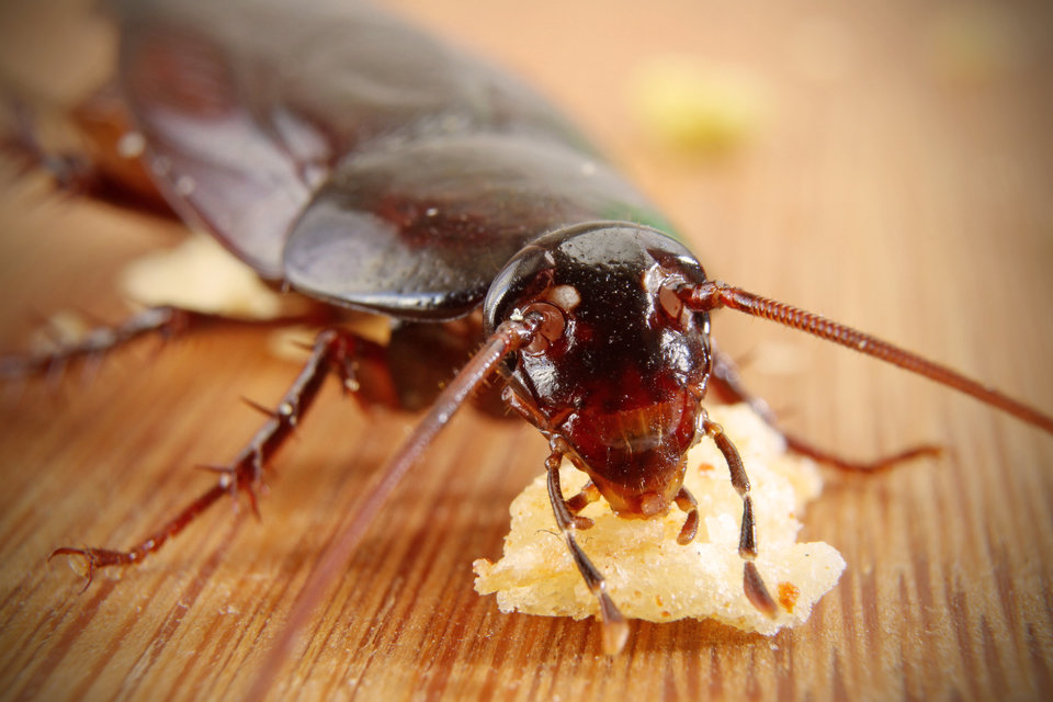 Cockroaches Are Becoming Big Business In China