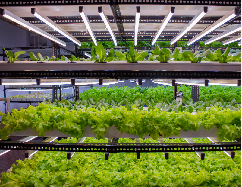 Herbivore Farm in Andheri East