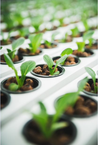 Hydroponic farming is water-efficient