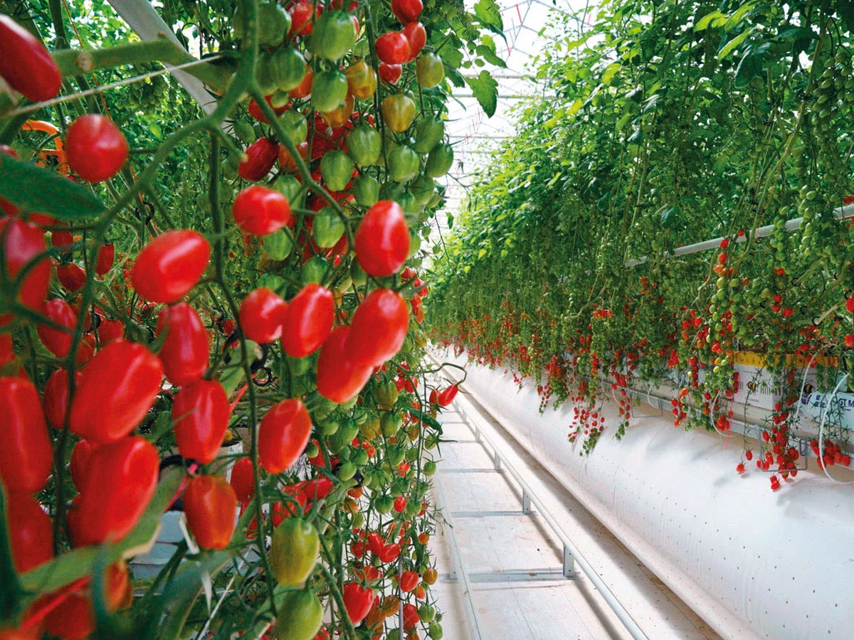 Al Dahra BayWa Greenhouse in Al Ain: The facility in Al Ain consumes 67 per cent less water than traditional greenhouses and the cooling technology employed is the first of its kind in the world. It has the capacity to produce 3,000 tons of tomatoes locally.Image Credit: WAM