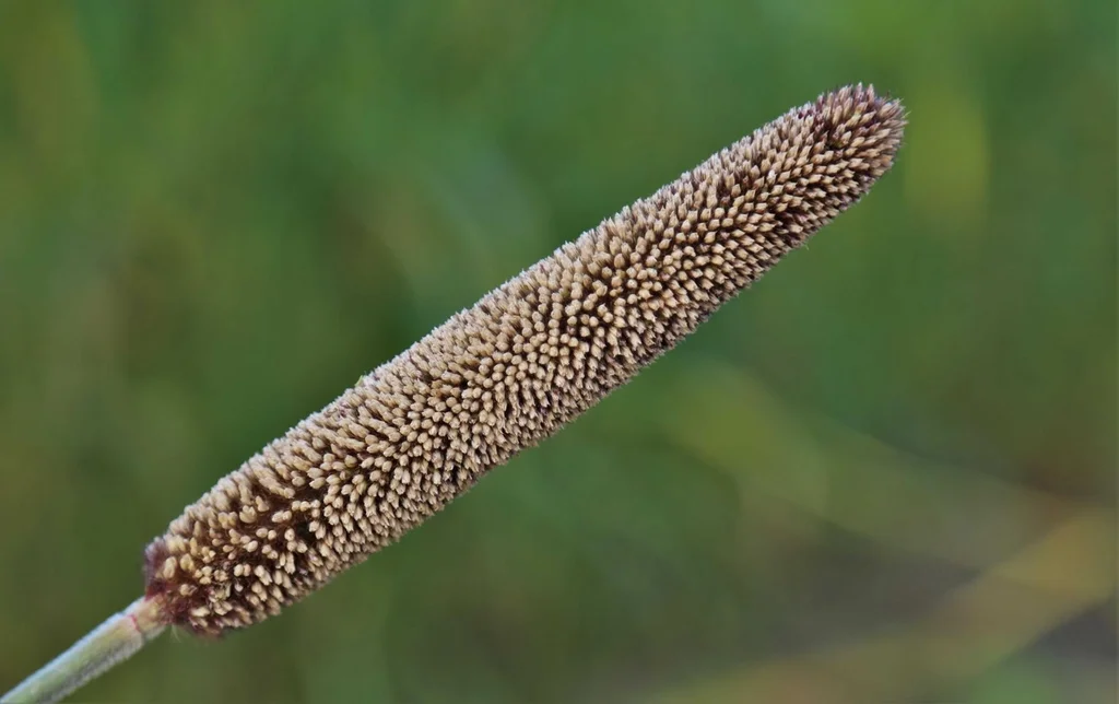 Pearl millet is among the crops the ICBA are hoping to reintroduce to the UAE. Photo by Showkat Nabi