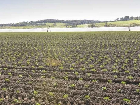 Photo: Vegetable crops in East Gipplsand