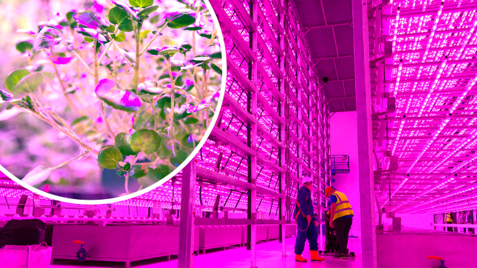 image taken by photographer Holly Challinor, Jones Food Company Ltd.
