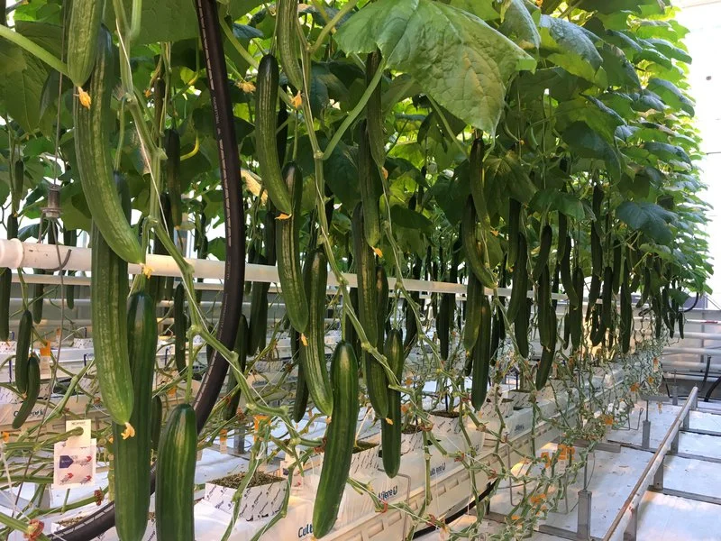 In a greenhouse at Wageningen University & Research (WUR) in the Netherlands, cucumbers grow with the help of deep-learning algorithms and machines. Photo credit: Dr. Silke Hemming, WUR