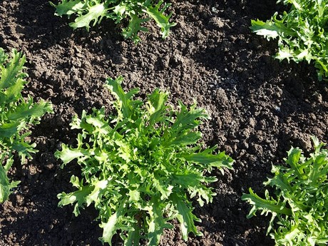 Kenter_arugula.jpg